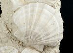 Fossil Pectin Plate - Great Display #13629-5